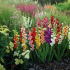 Jak krásná rostlina gladiolusy na území země - vhodnými sousedy